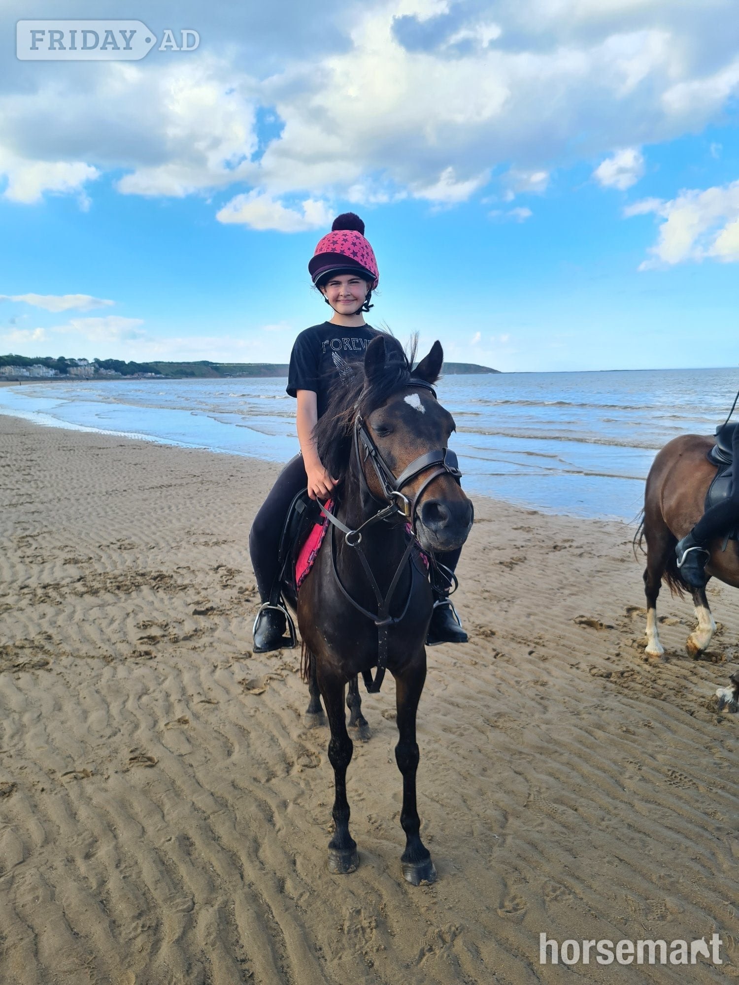 "Bambi" Bay Mare Pony Club Pony