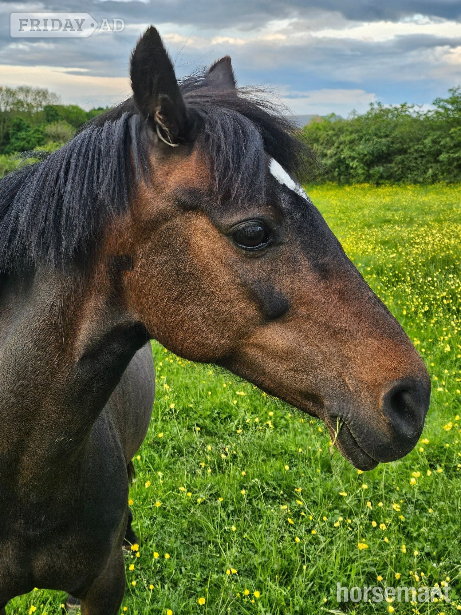 Wakefield "Bambi" Bay Mare Pony Club Pony