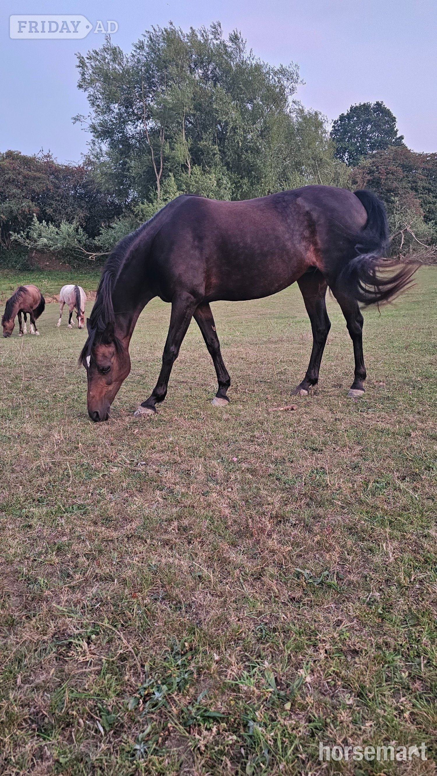 "Bambi" Bay Mare Pony Club Pony - Horses in Wakefield