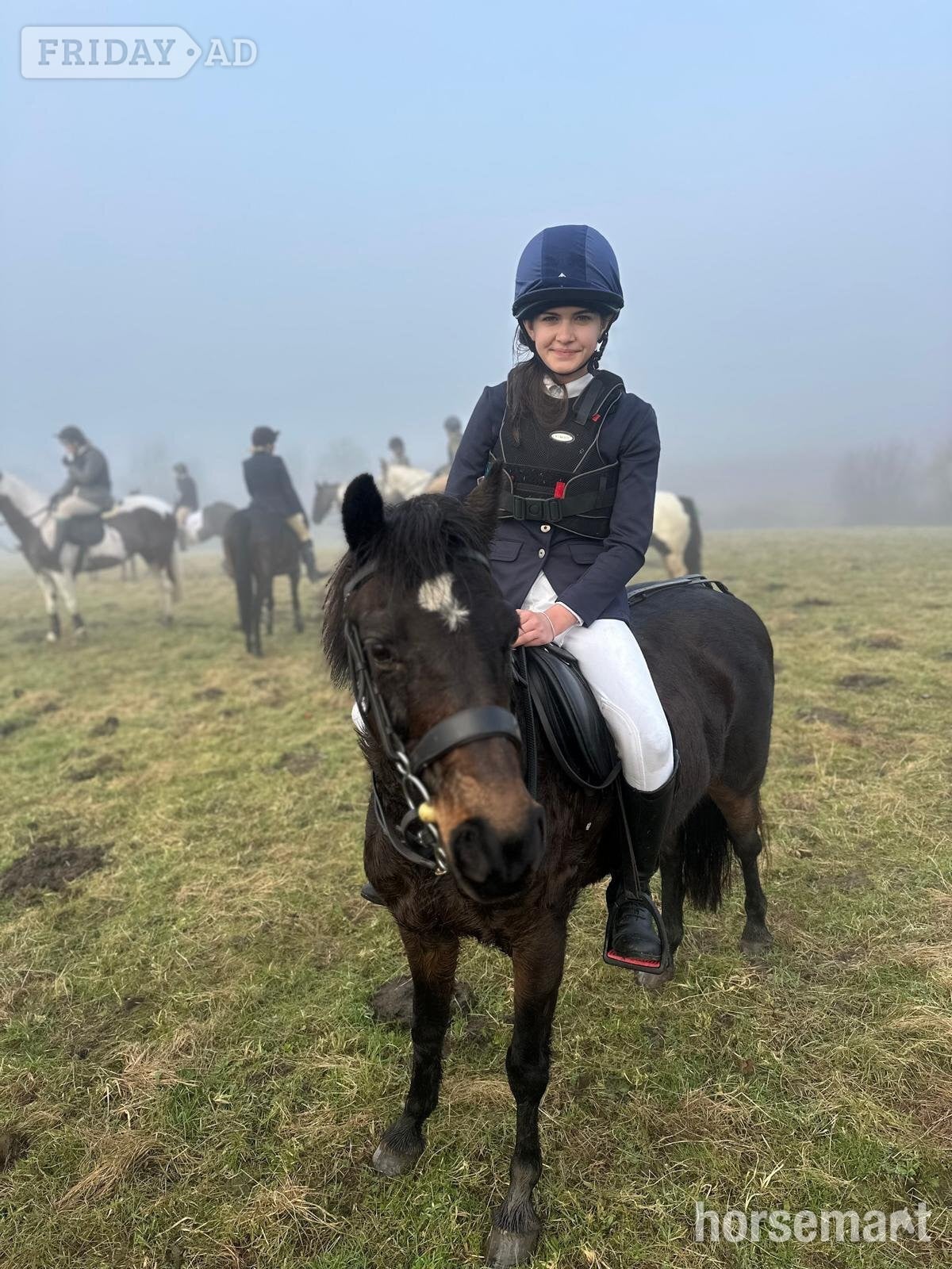 "Bambi" Bay Mare Pony Club Pony - Horses