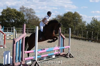 "Ilor Sior" Bay Gelding Show Jumper