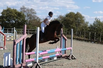 "Ilor Sior" Bay Gelding Show Jumper