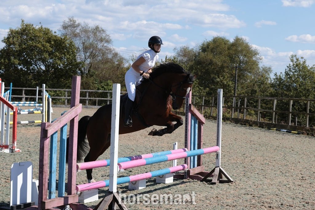 "Ilor Sior" Bay Gelding Show Jumper in Bridgend