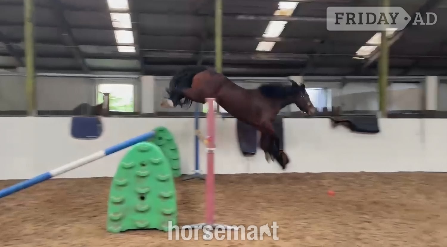"Ilor Sior" Bay Gelding Show Jumper