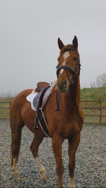 Project with heaps of potential! ARROW 11Y 16.2hh