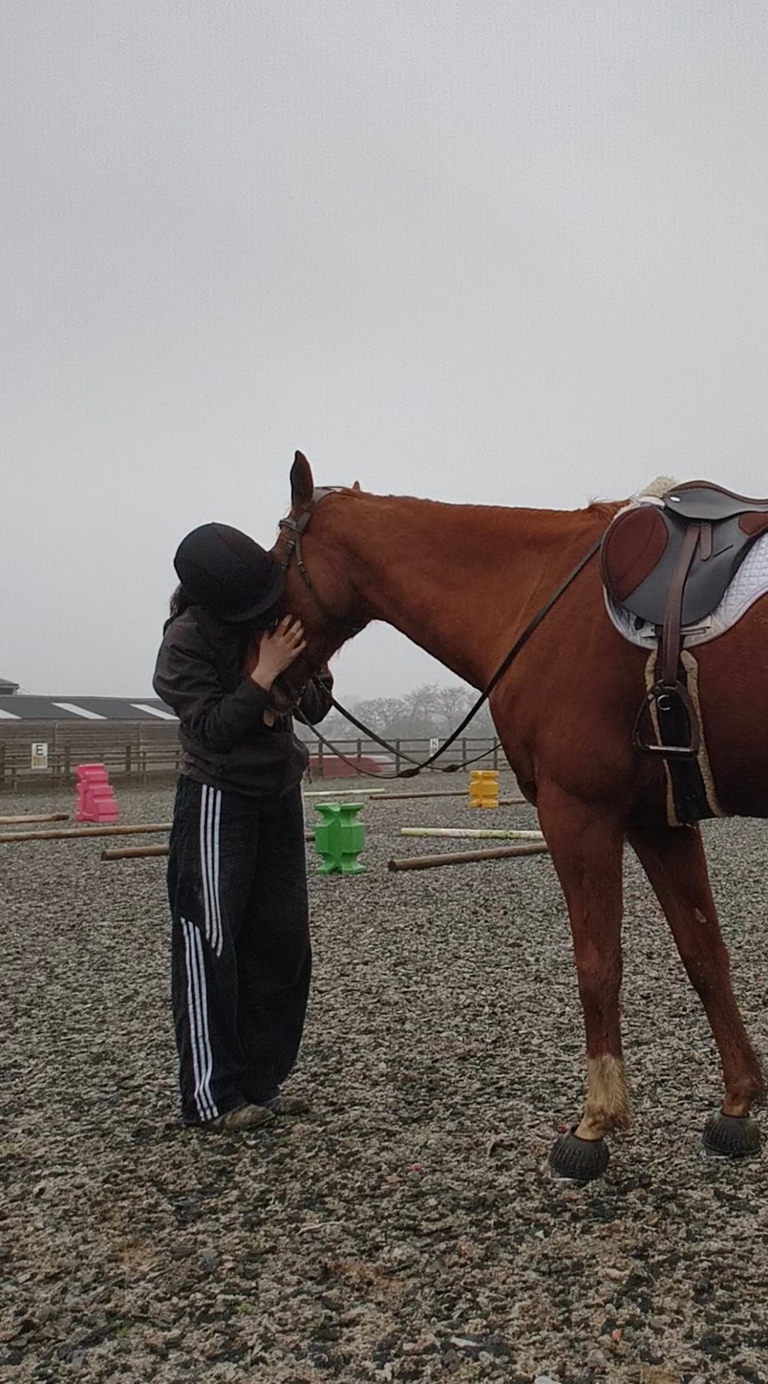 Project with heaps of potential! ARROW 11Y 16.2hh