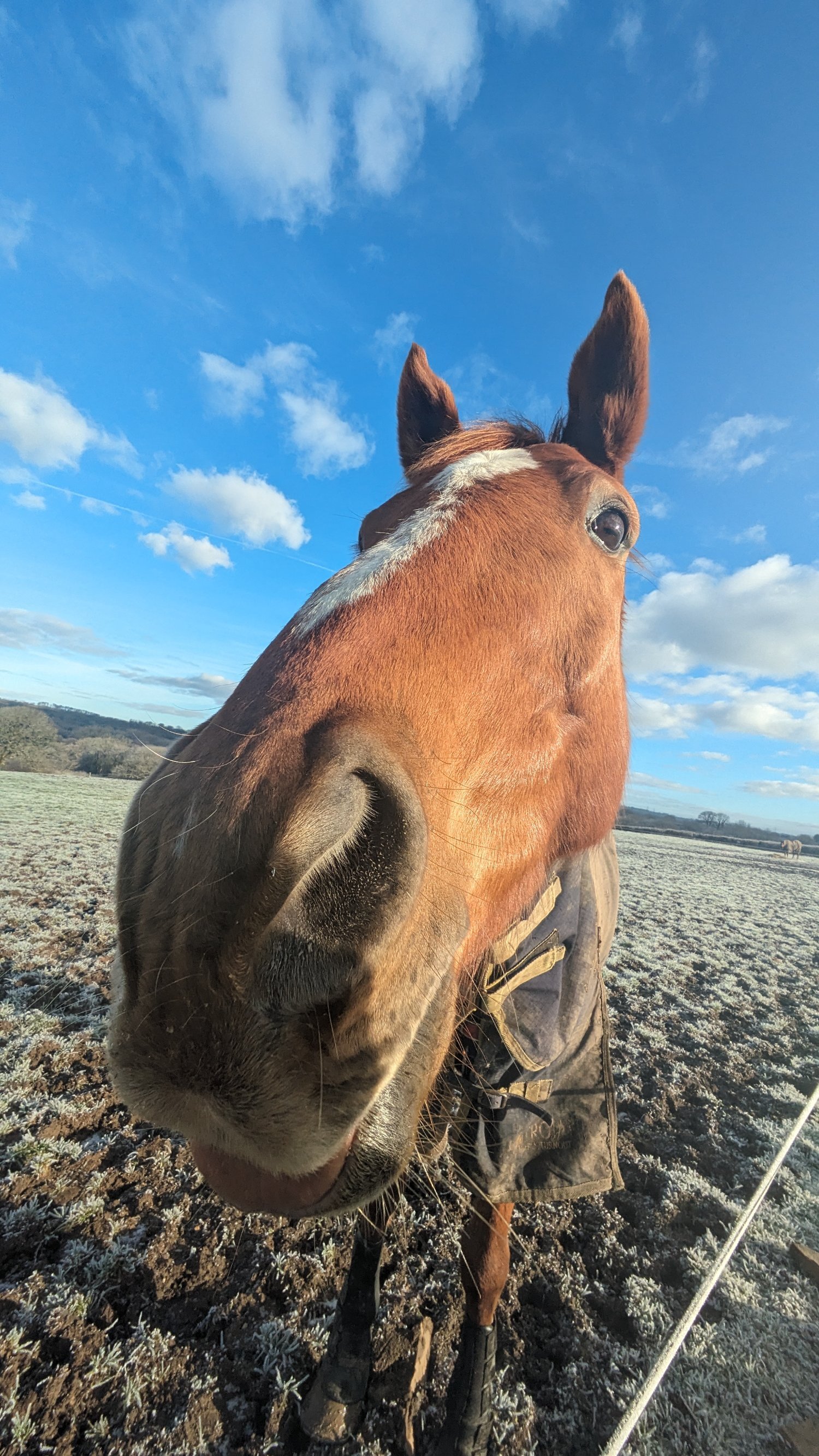 Cresselly Project with heaps of potential! ARROW 11Y 16.2hh