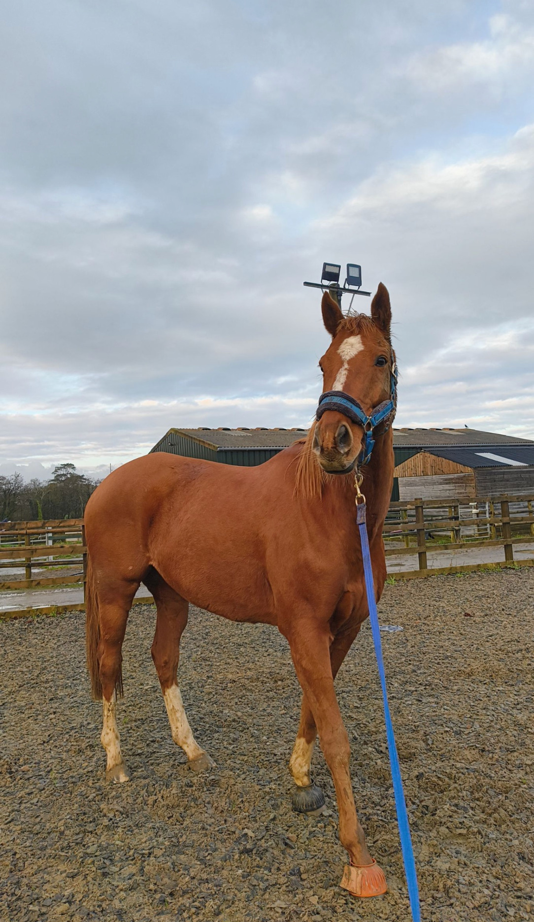 Project with heaps of potential! ARROW 11Y 16.2hh - Horses in Cresselly