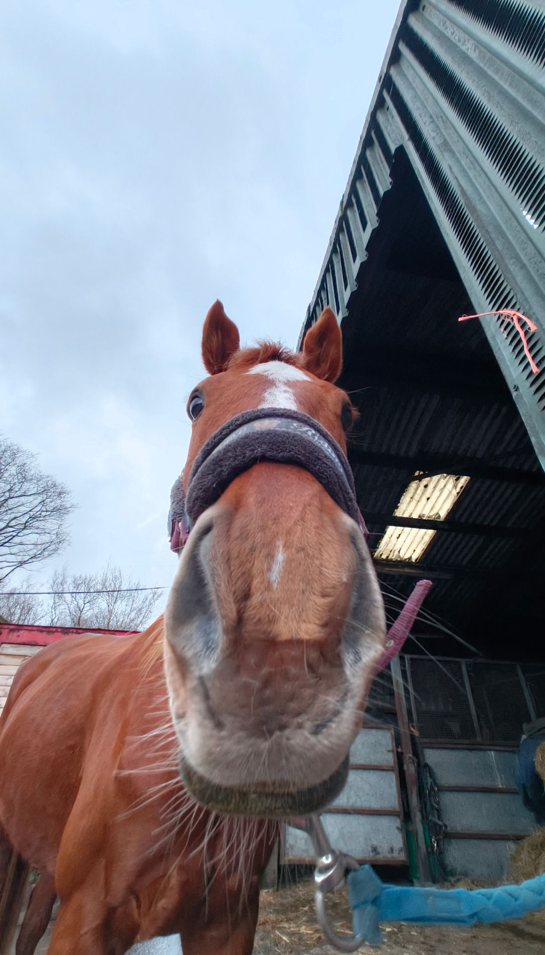 Project with heaps of potential! ARROW 11Y 16.2hh - Horses