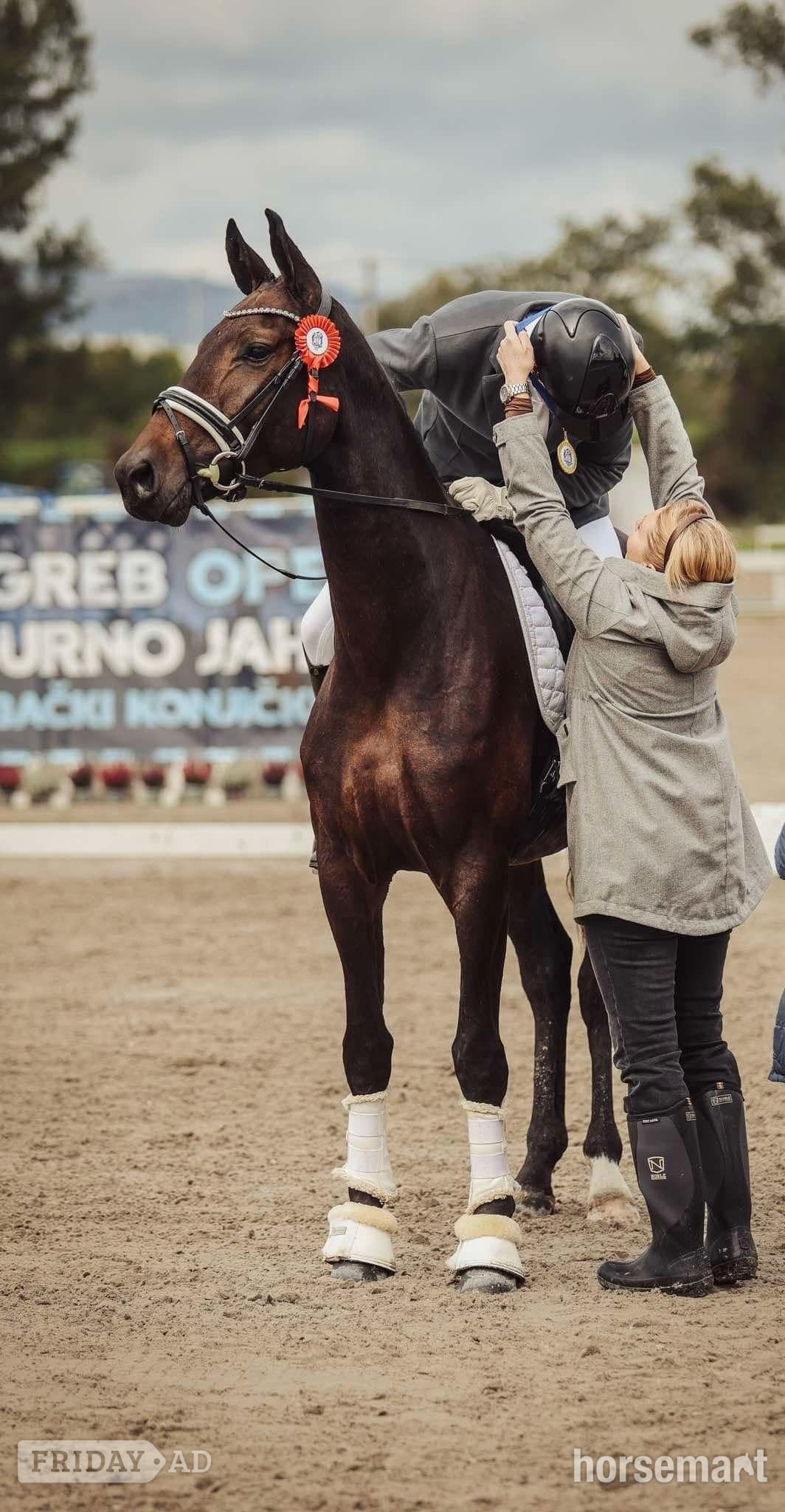 "Fürstin Fiona " Dark Bay Mare All Rounder