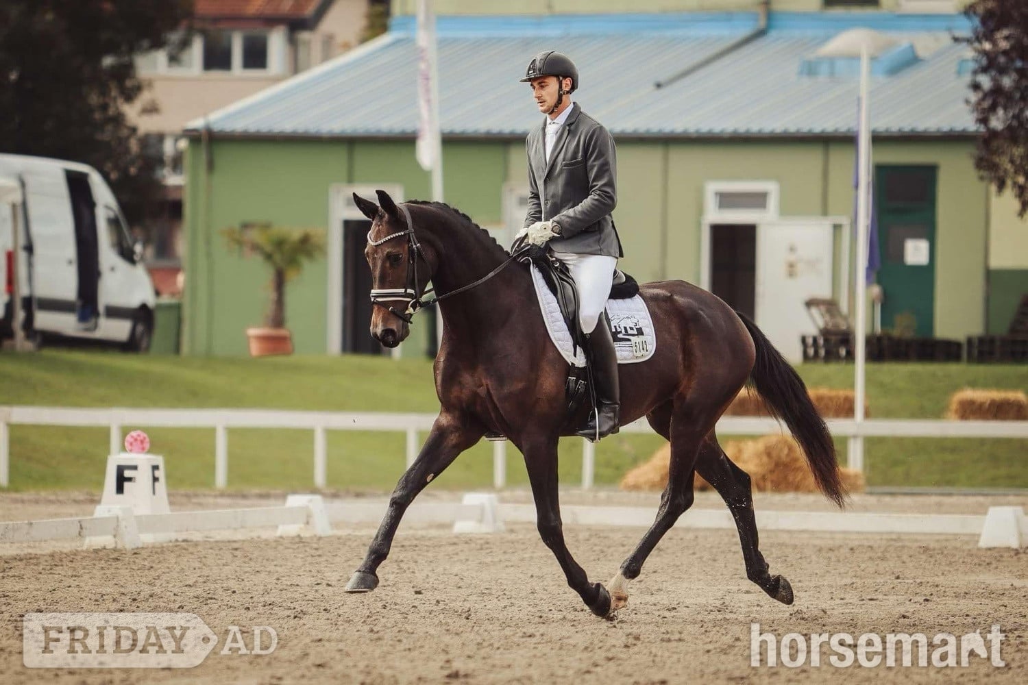 "Fürstin Fiona " Dark Bay Mare All Rounder in Knocknagoshel