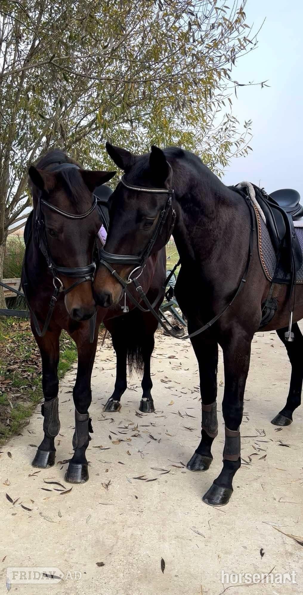 Knocknagoshel "Fürstin Fiona " Dark Bay Mare All Rounder