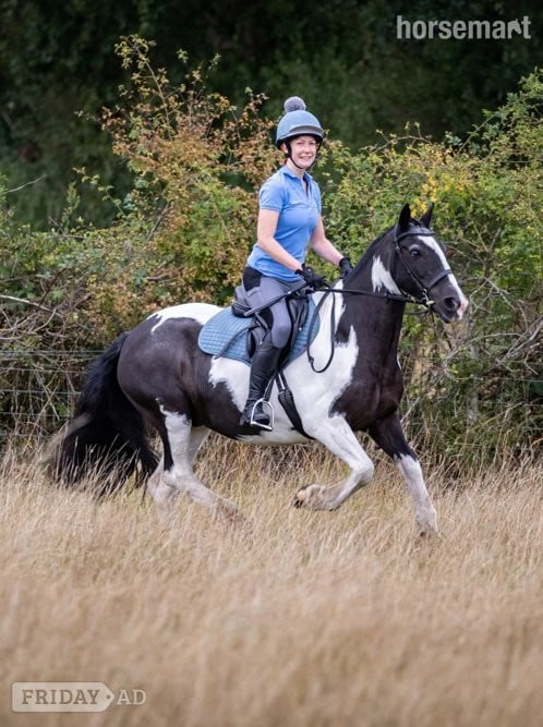 Sevenoaks 14.2 Cob for share, Kent, TN15 - weekday