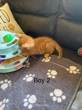 Bengal ginger mix kittens for sale