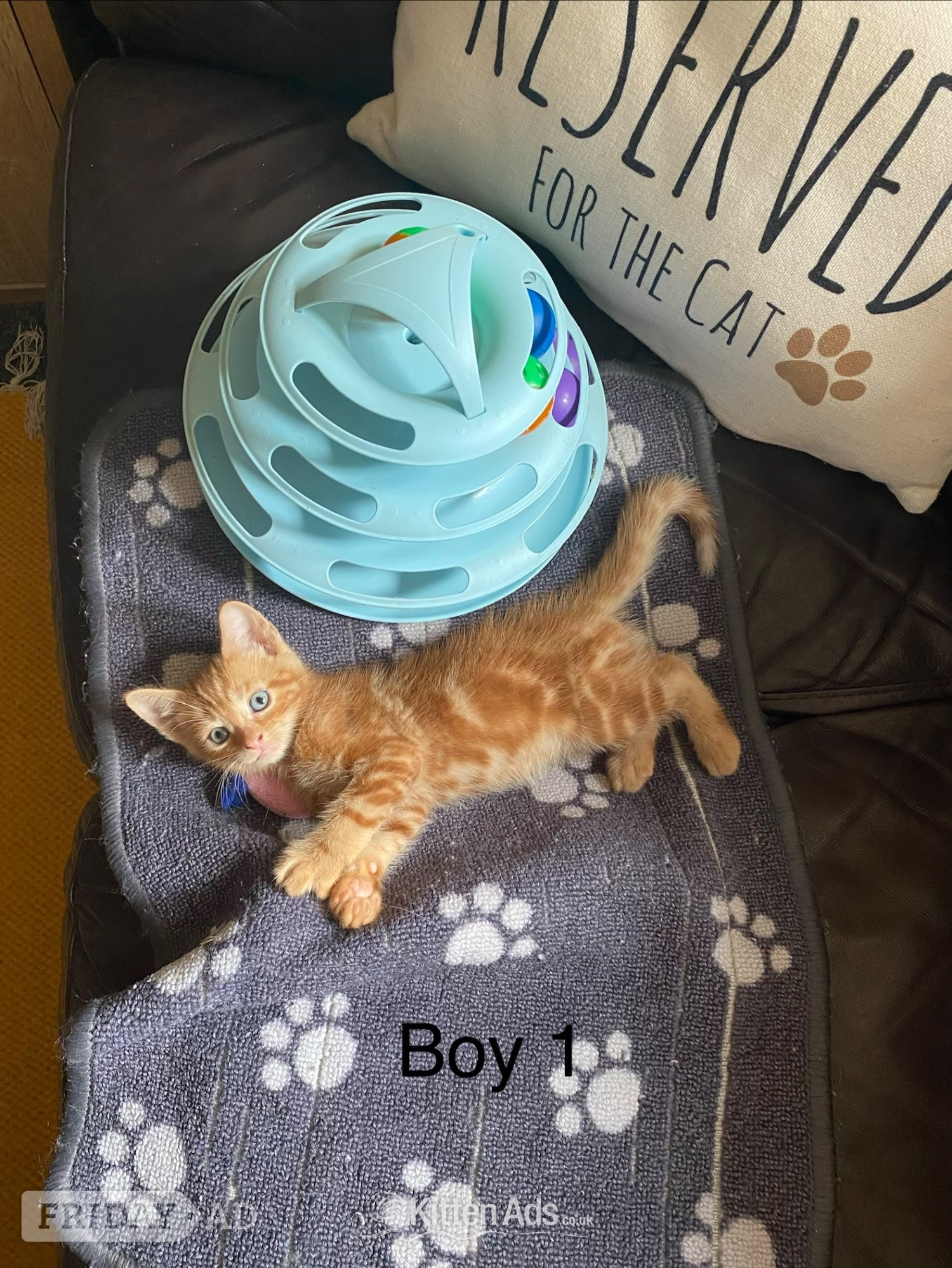 Bengal ginger mix kittens for sale