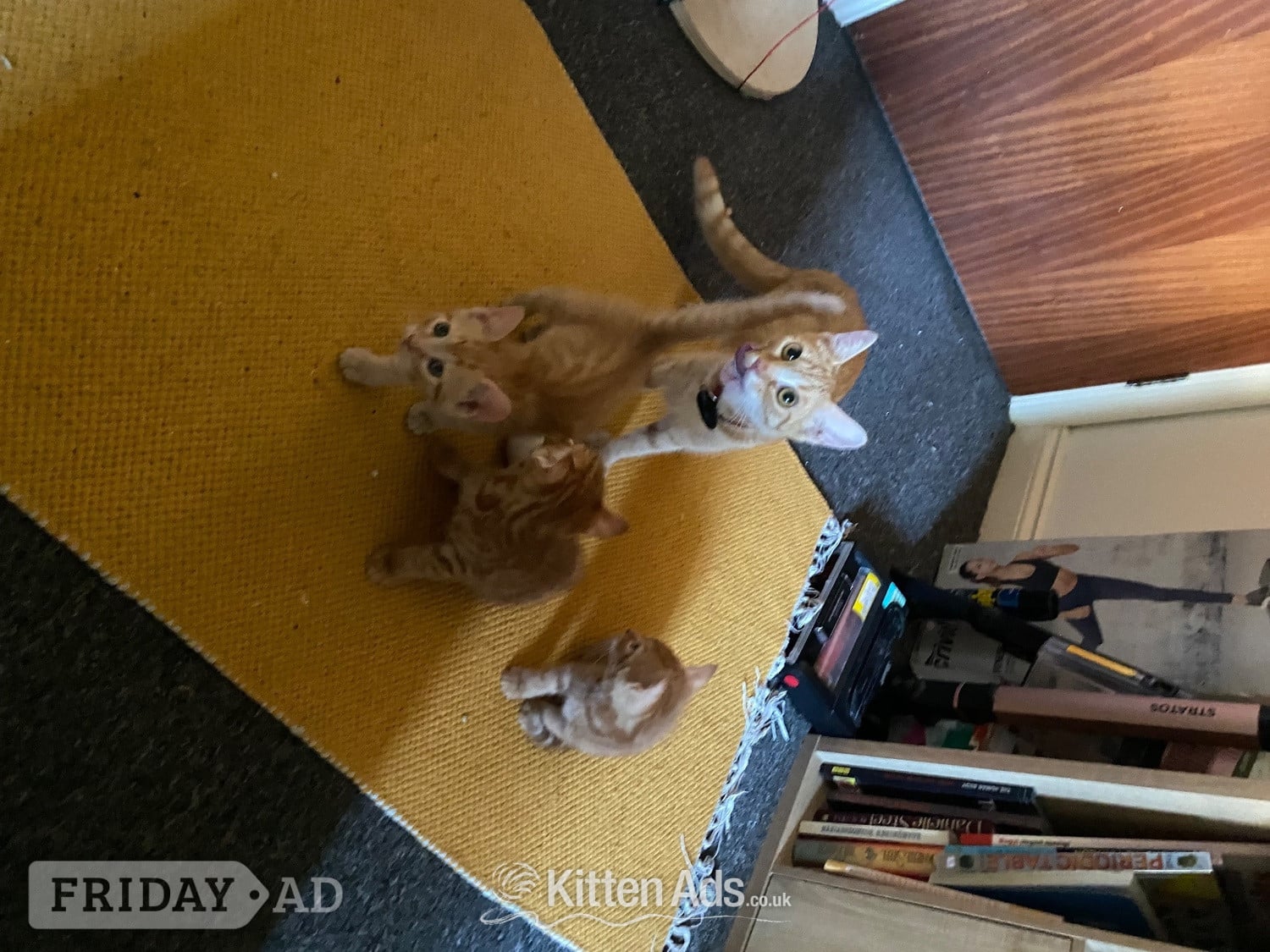 Bengal ginger mix kittens for sale - Cats & Kittens in Bournemouth