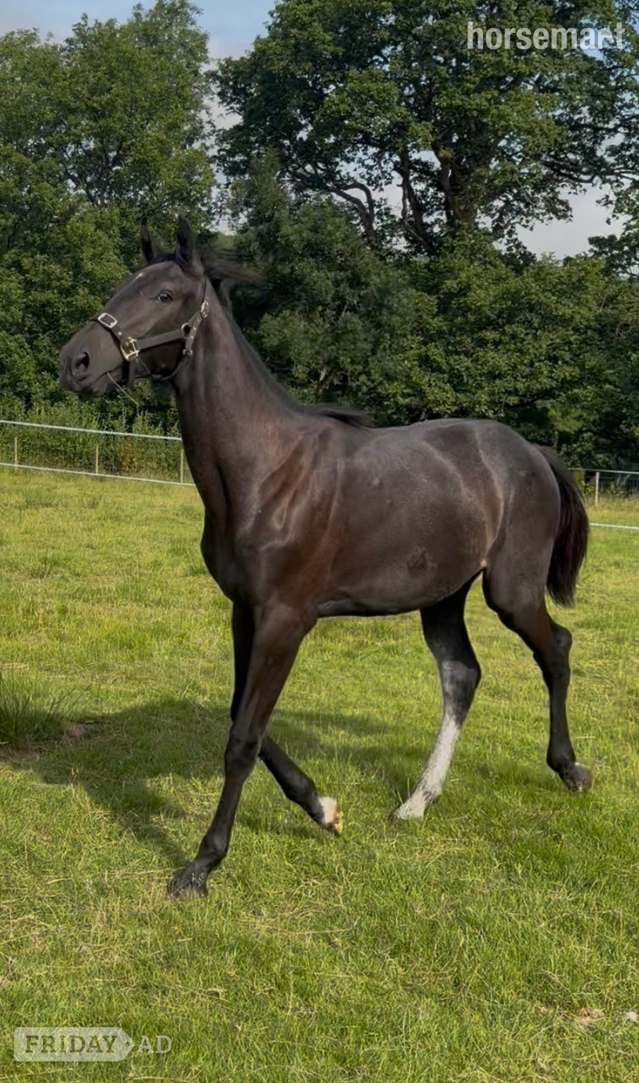 "Valentina Velvet" Black Filly Young Sport Horse in Carno