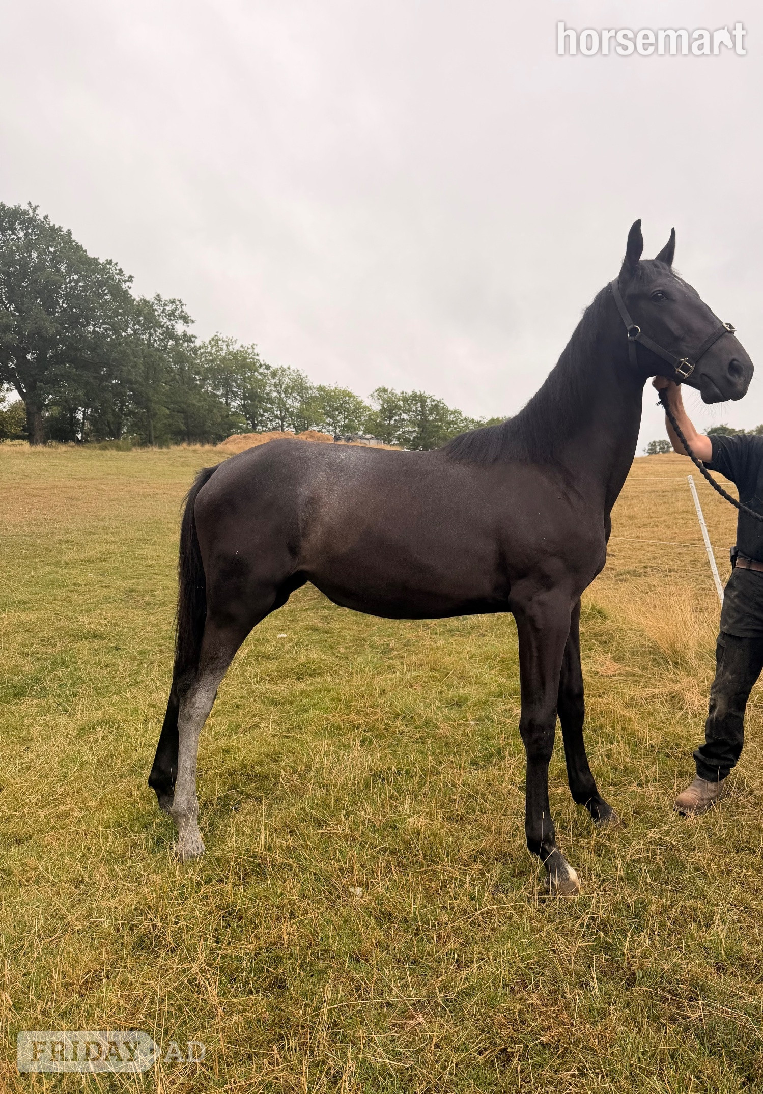"Valentina Velvet" Black Filly Young Sport Horse