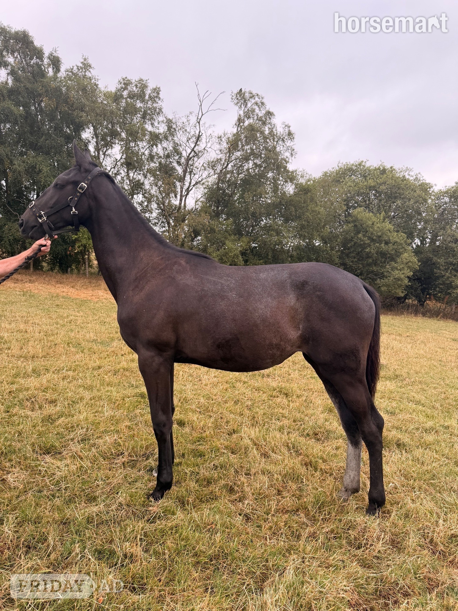 Carno "Valentina Velvet" Black Filly Young Sport Horse
