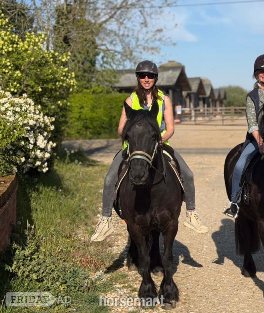 "Aurora (Rackwood Isobel)" Black Mare Family Horse in Southburgh