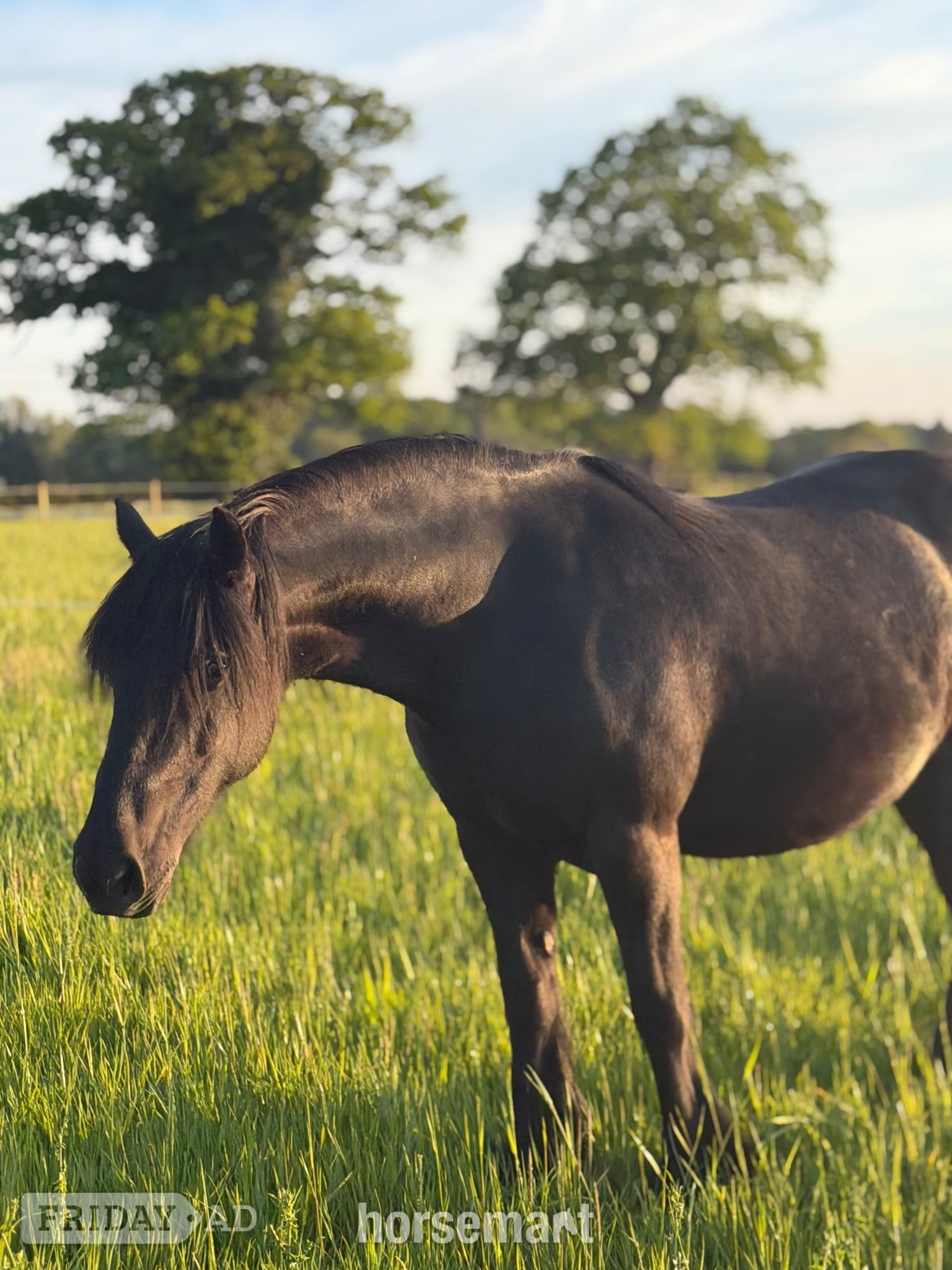 Southburgh "Aurora (Rackwood Isobel)" Black Mare Family Horse