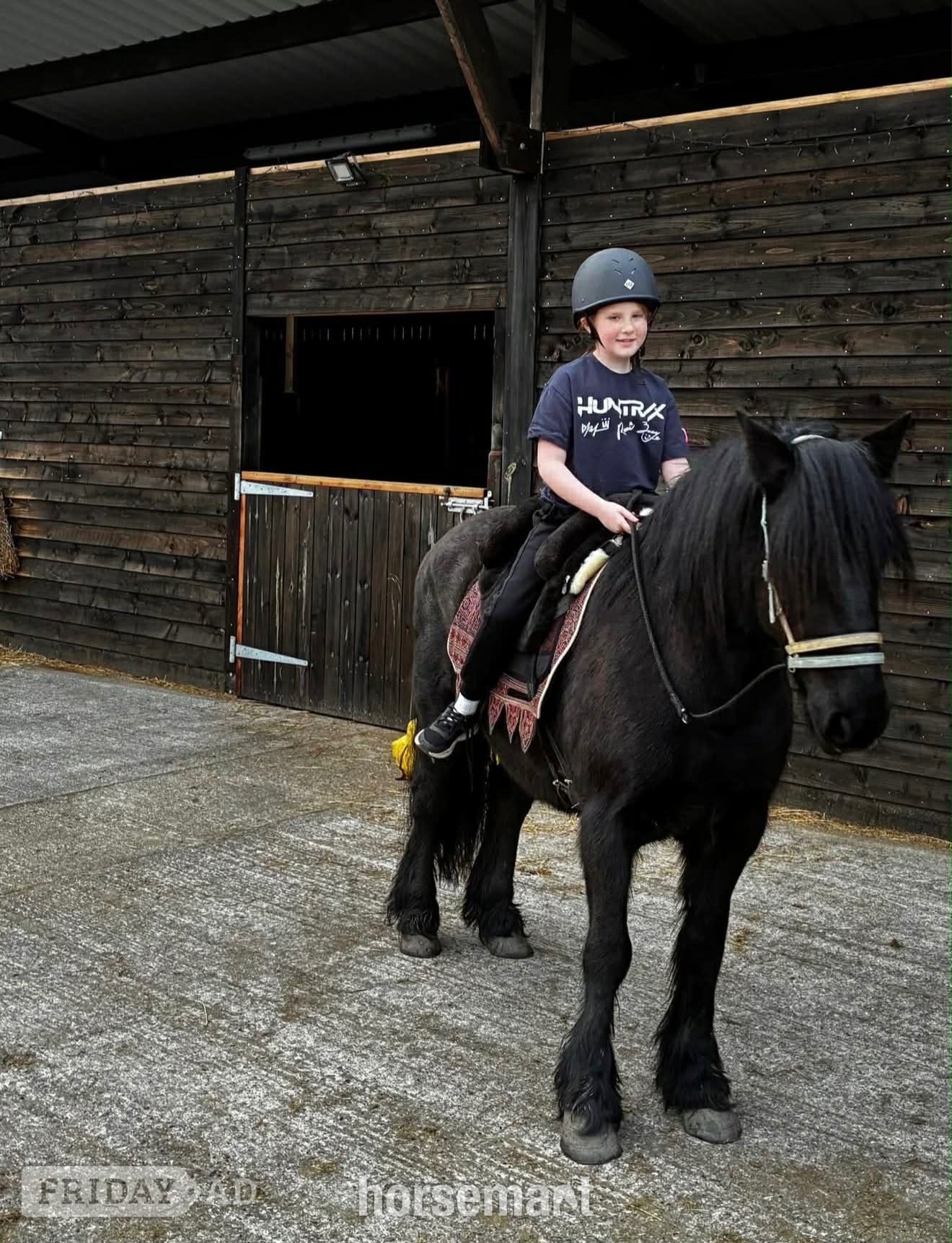 "Aurora (Rackwood Isobel)" Black Mare Family Horse - Horses in Southburgh