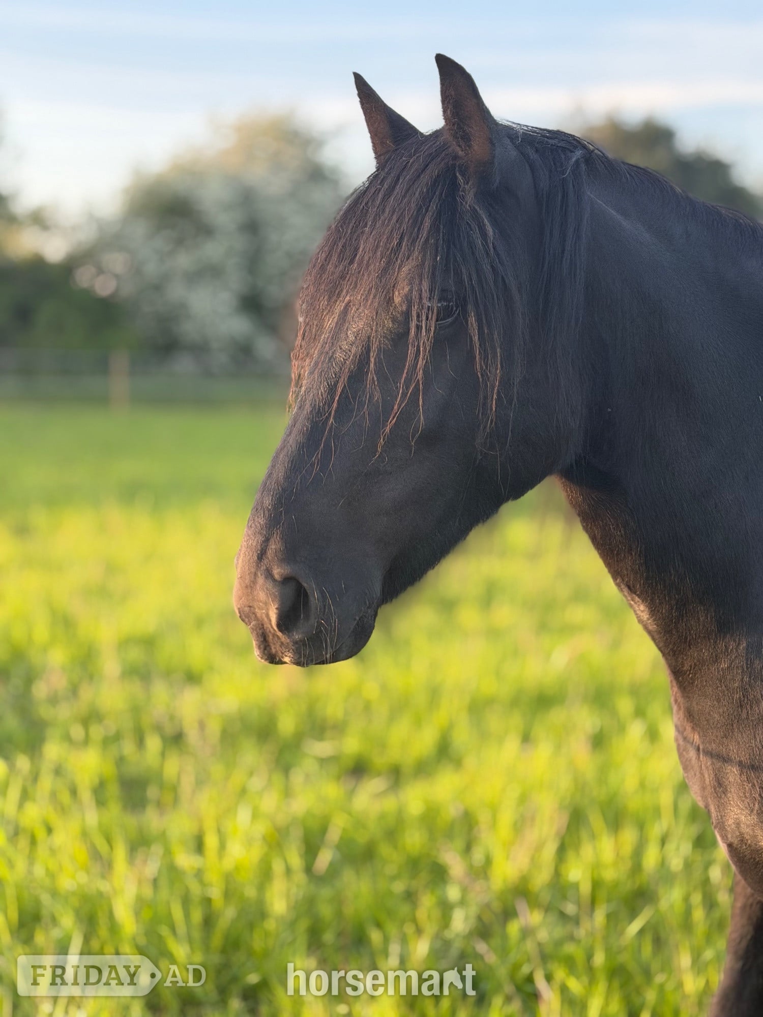 "Aurora (Rackwood Isobel)" Black Mare Family Horse - Horses