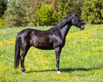 "Stunning " Black Gelding Dressage Horse