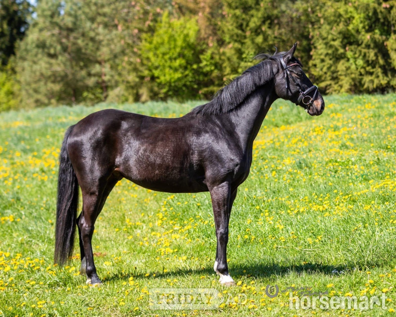 "Stunning " Black Gelding Dressage Horse in Knocknagoshel