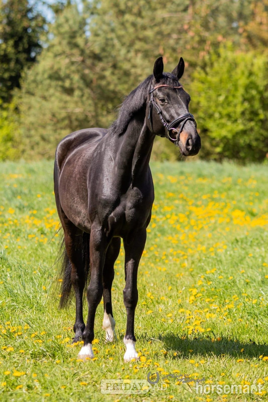 "Stunning " Black Gelding Dressage Horse