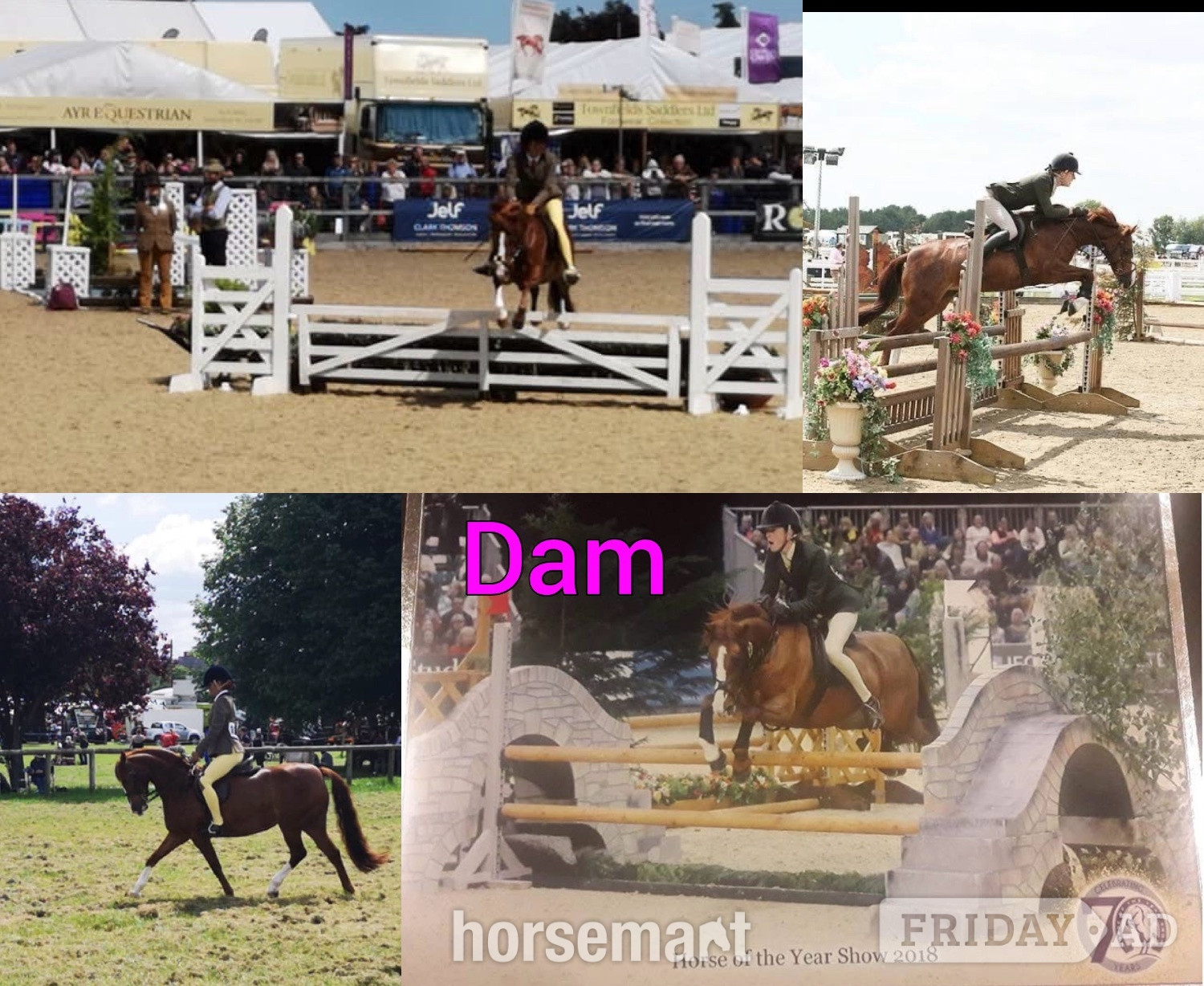 Newport "Grange Bank Lucky Lady "  Mare Mountain & Moorland Pony