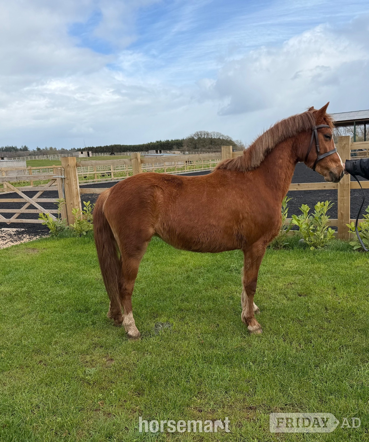 "Grange Bank Lucky Lady "  Mare Mountain & Moorland Pony in Newport