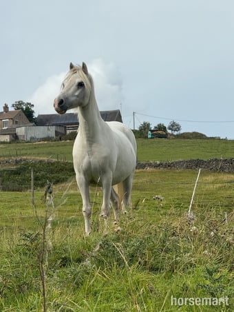 Lead Rein or Second Pony