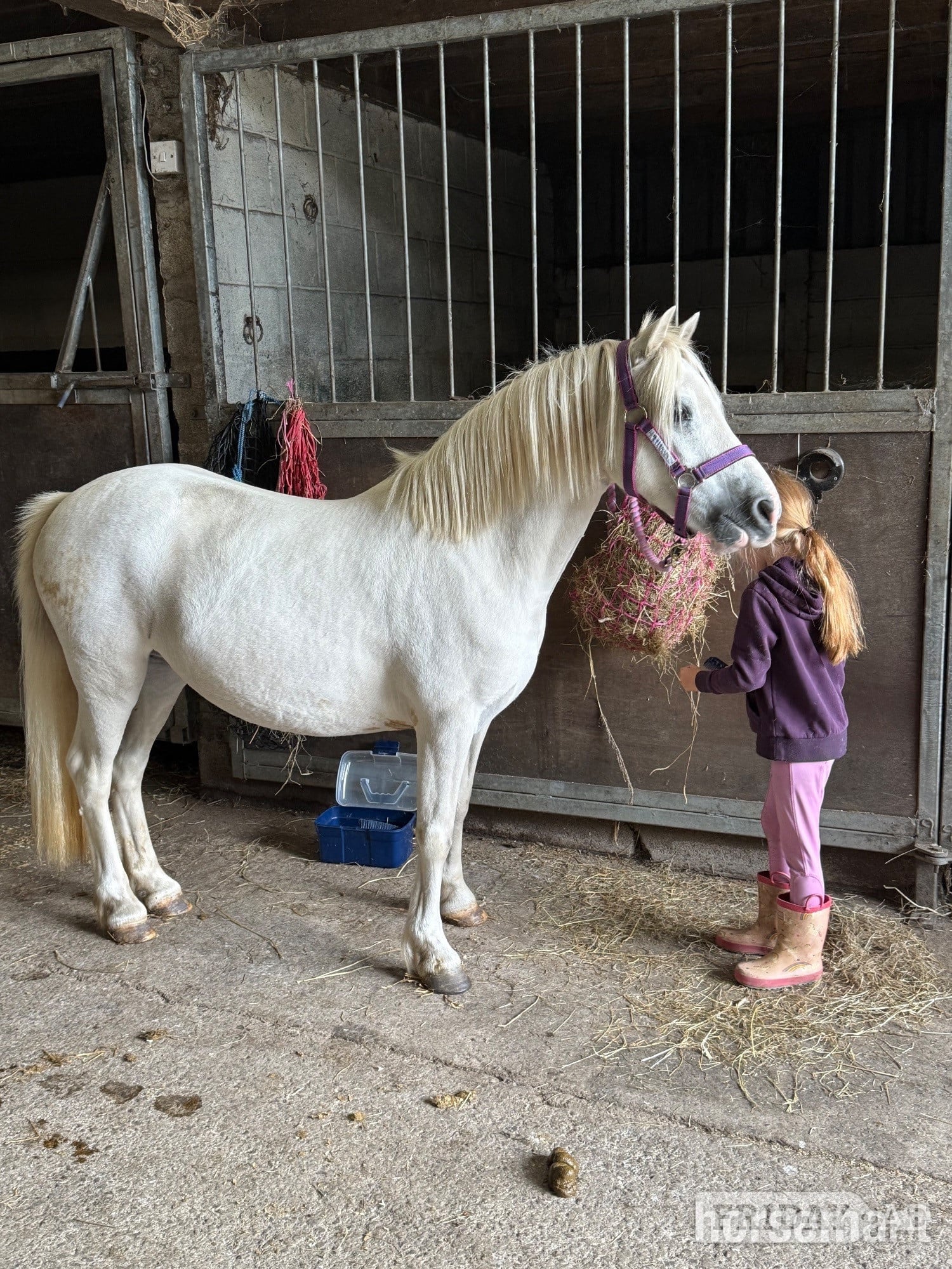 Lead Rein or Second Pony