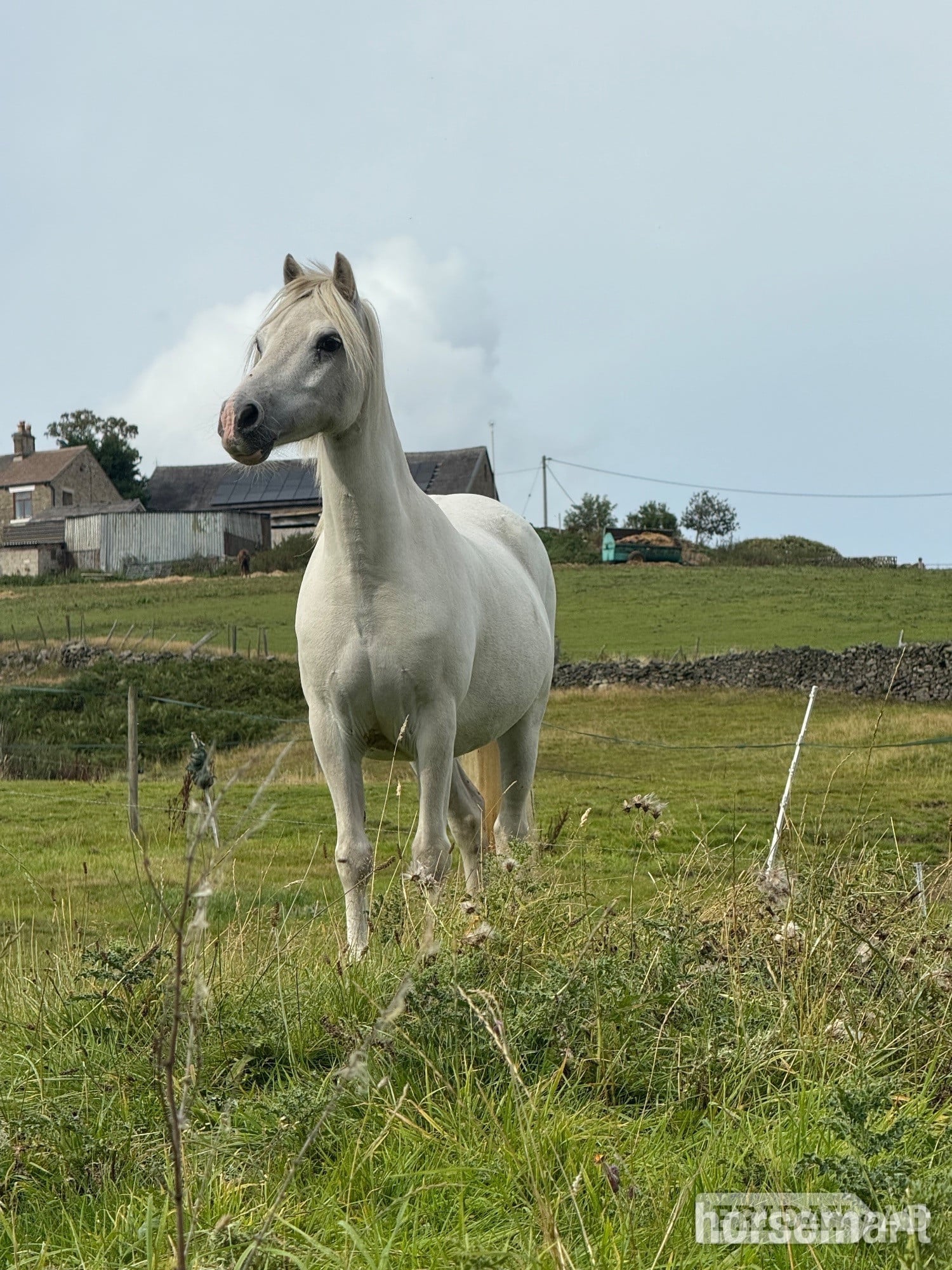 Lead Rein or Second Pony in New Mills