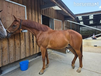 "Tommy " Chestnut Gelding All Rounder