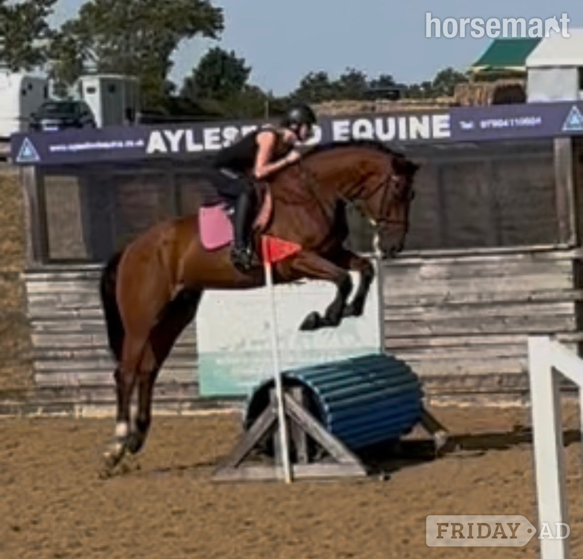 "Percy" Bay Gelding All Rounder in Melton Mowbray