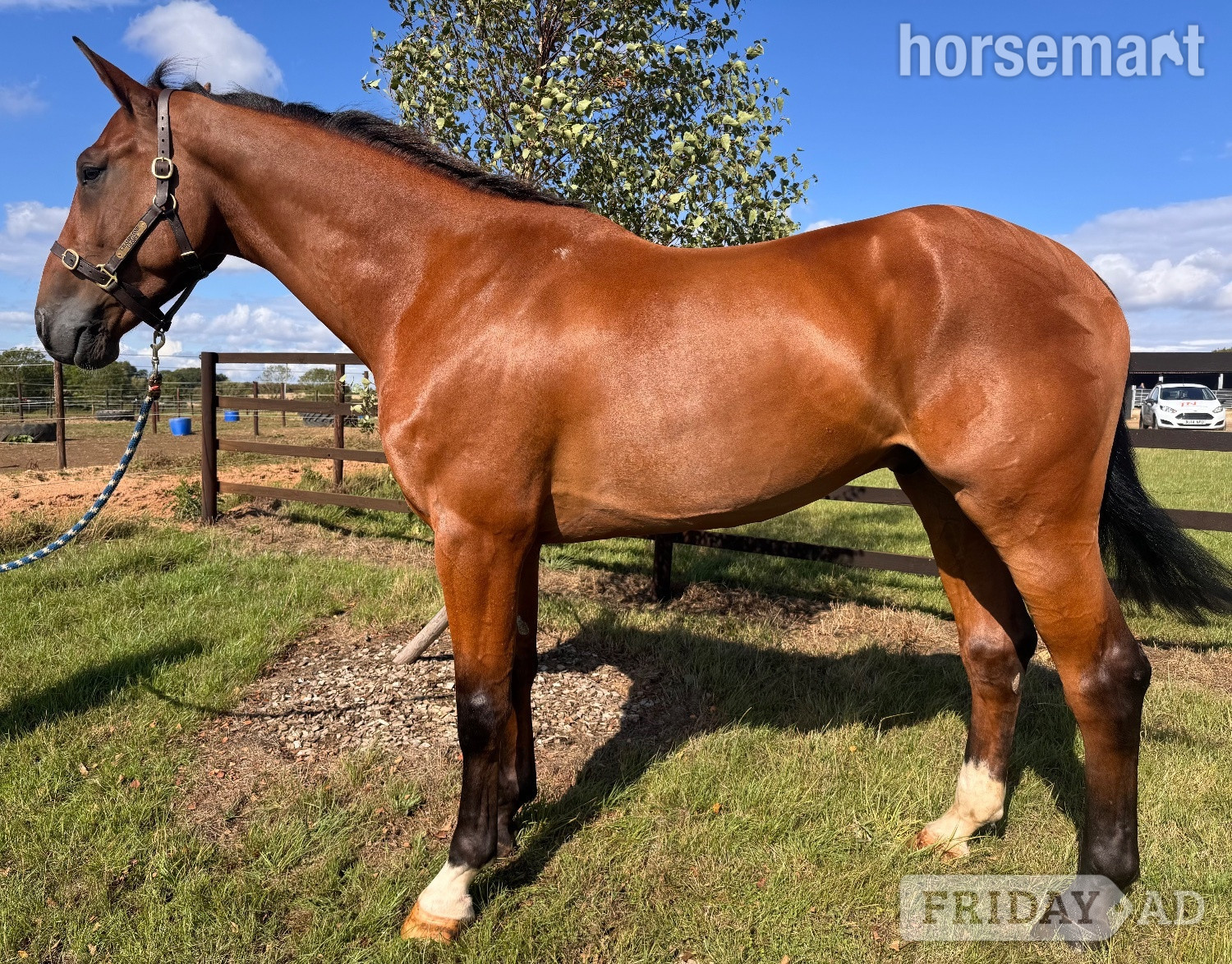 "Percy" Bay Gelding All Rounder