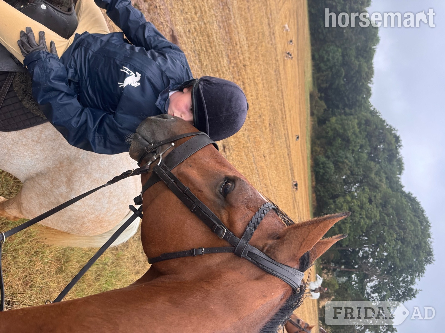 Melton Mowbray "Percy" Bay Gelding All Rounder