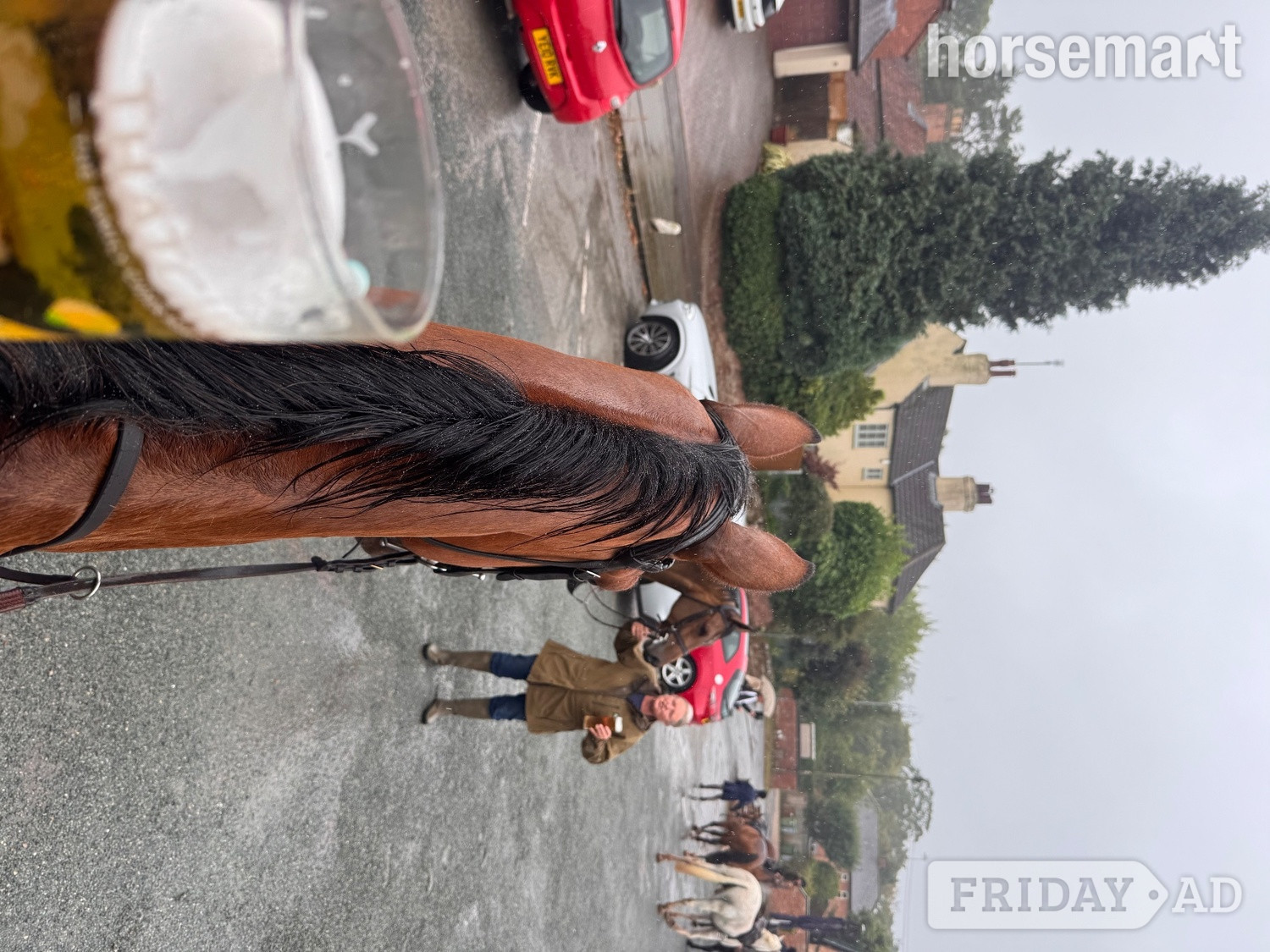 "Percy" Bay Gelding All Rounder - Horses in Melton Mowbray