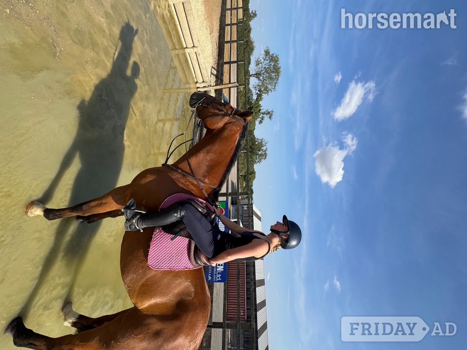 "Percy" Bay Gelding All Rounder - Horses