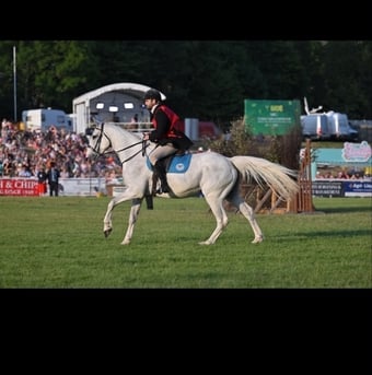 "Lilly " Grey Mare All Rounder