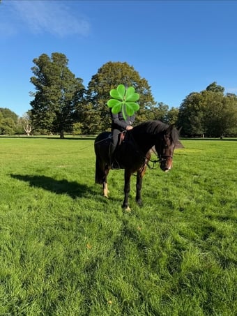 "Woody"  Gelding All Rounder