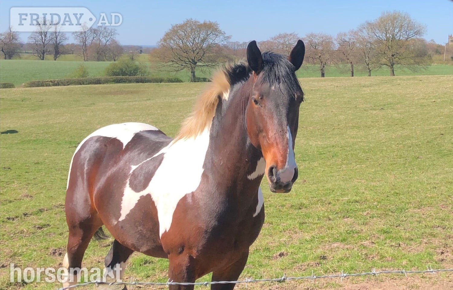 " Lucky" Skewbald Stallion Coloured