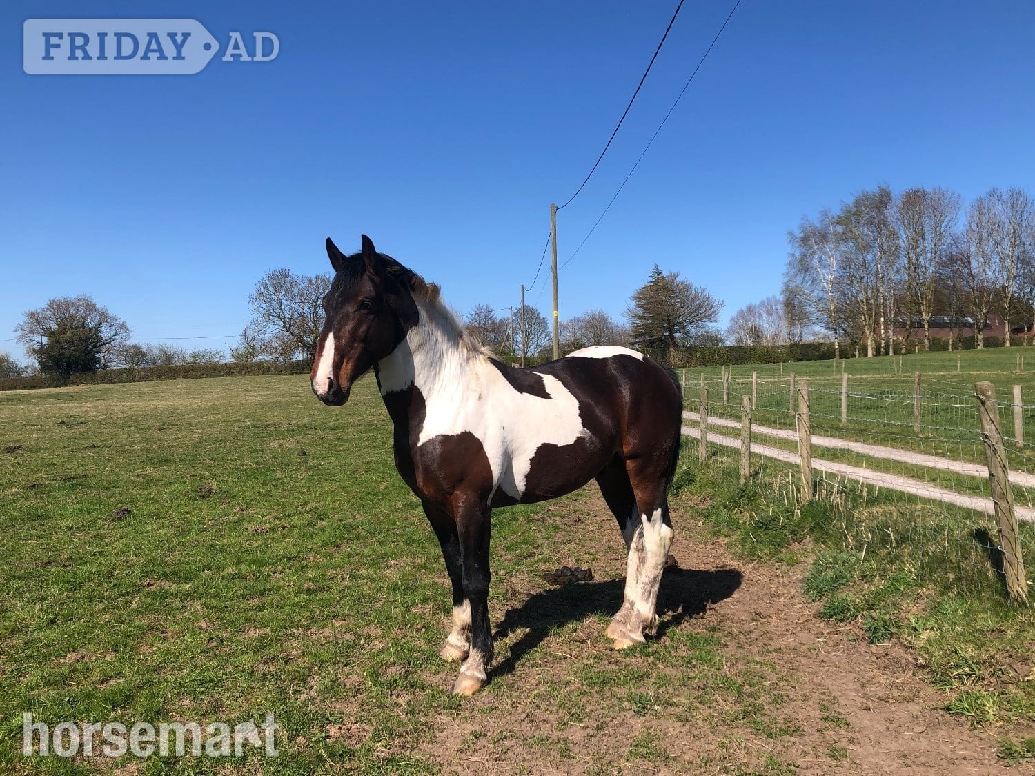 Macclesfield " Lucky" Skewbald Stallion Coloured