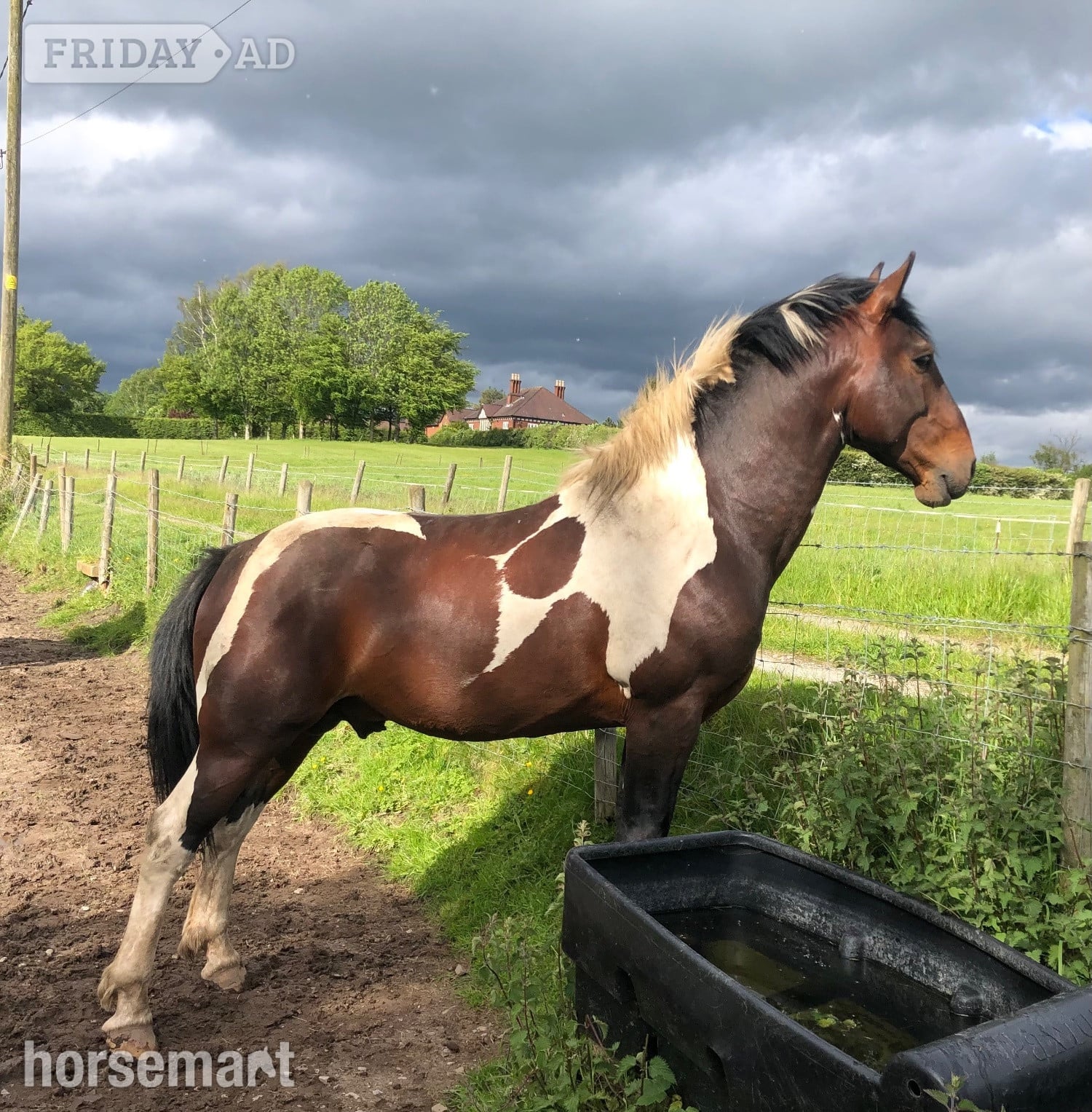 " Lucky" Skewbald Stallion Coloured -  in Macclesfield