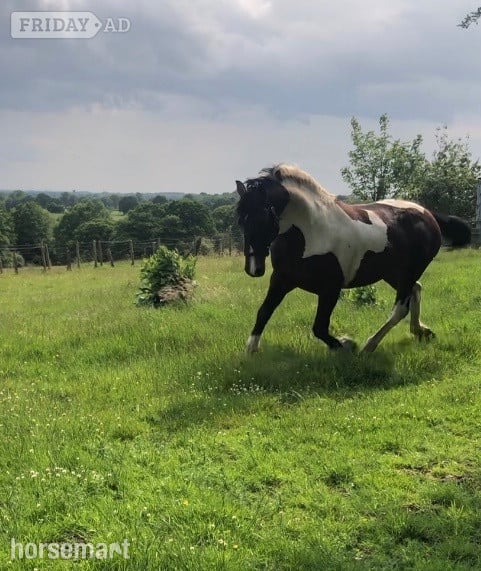 " Lucky" Skewbald Stallion Coloured - 
