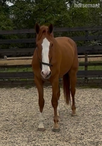 "Eddie" Chestnut Gelding Young Sport Horse