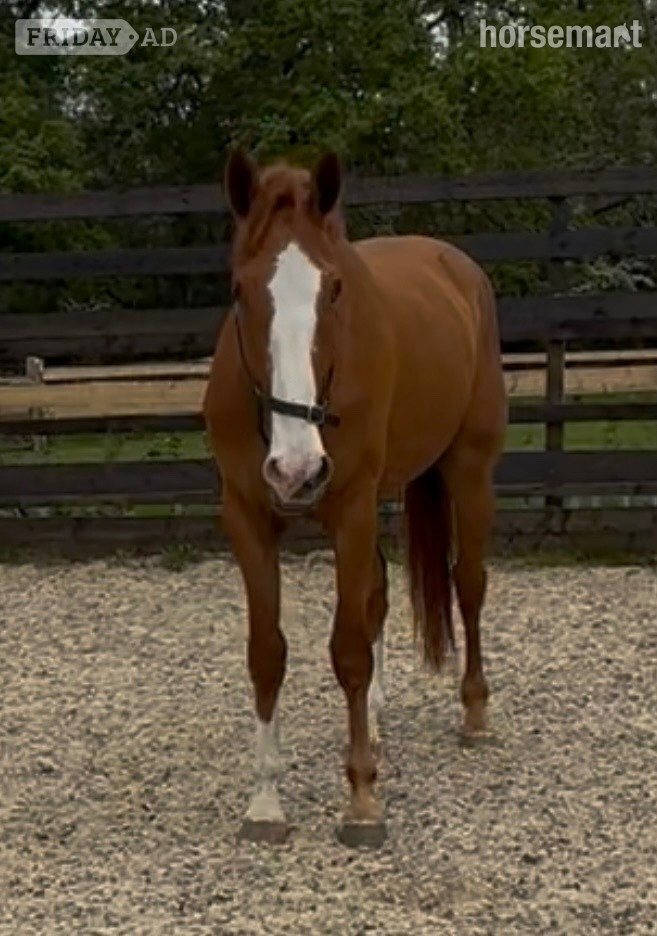 "Eddie" Chestnut Gelding Young Sport Horse in Newbury