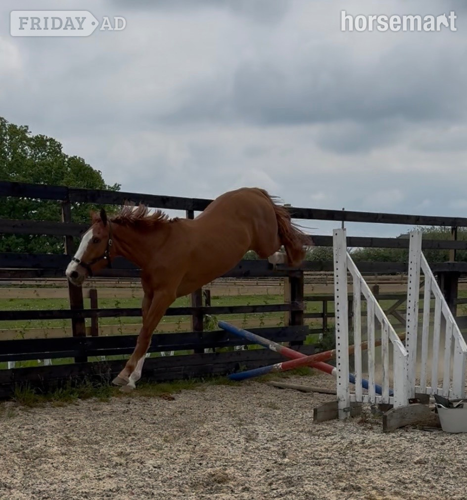 "Eddie" Chestnut Gelding Young Sport Horse
